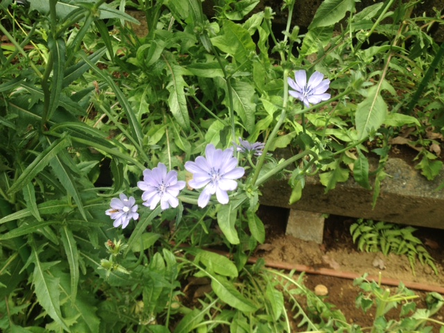 昭和薬科大学薬用植物園ブログ 現在開花中